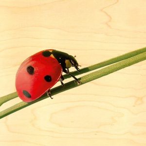 CARTE POSTALE BOIS COCCINELLE TIGE